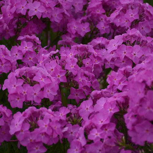 Phlox, Opening Act Ultrapink Phlox - Image 2