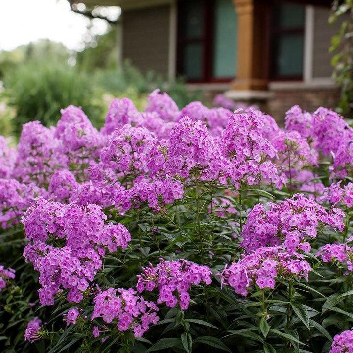 Phlox, First Editions® Bubblegum Pink™ Phlox