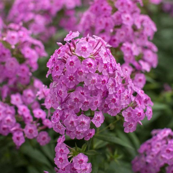Phlox, First Editions® Bubblegum Pink™ Phlox - Image 2