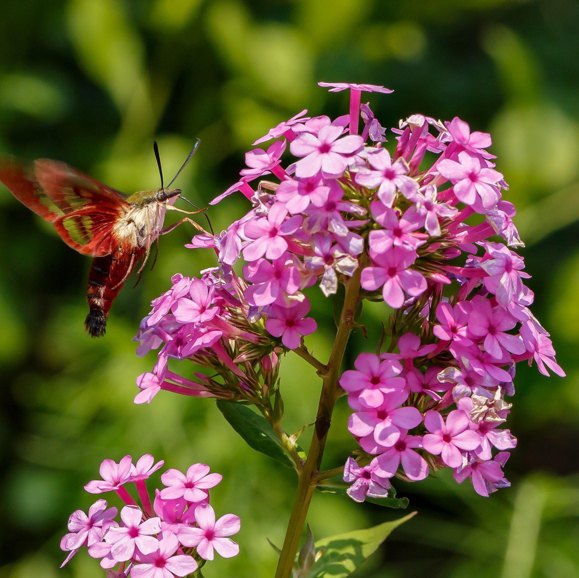 Phlox, Jeana Garden Phlox - Image 2