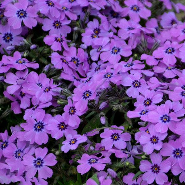 Phlox, Eye Shadow Creeping Phlox - Image 2