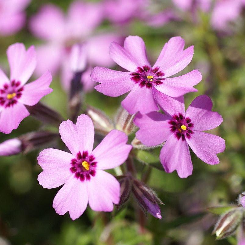 Phlox, Eye Candy Creeping Phlox - Image 2