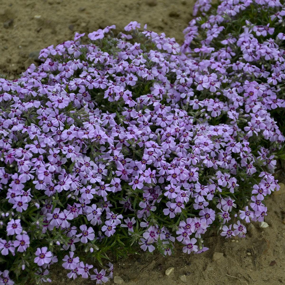 Phlox, Eye Candy Creeping Phlox - Image 4