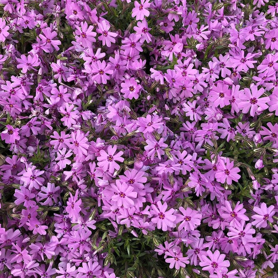Phlox, Fort Hill Creeping Phlox