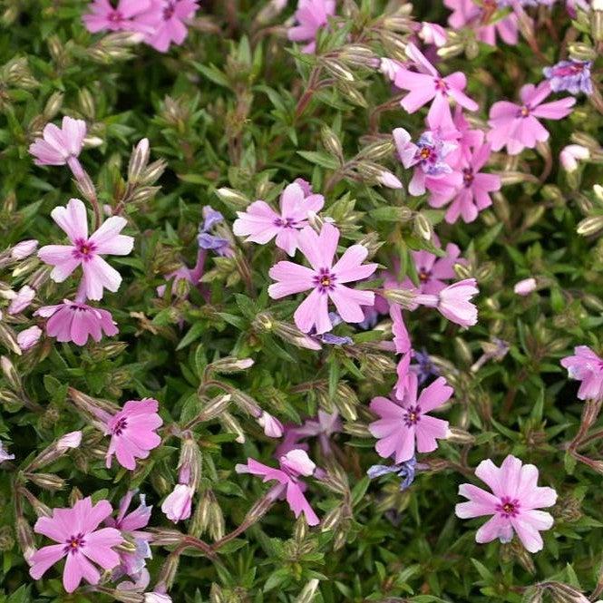 Phlox, Fort Hill Creeping Phlox - Image 2