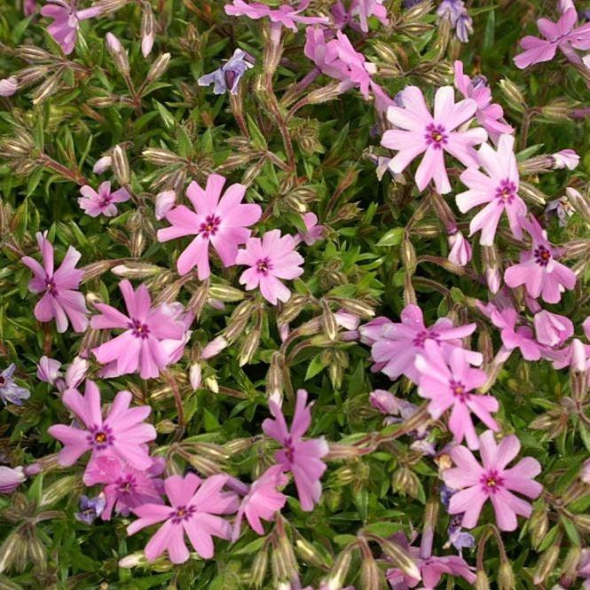 Phlox, Fort Hill Creeping Phlox - Image 3