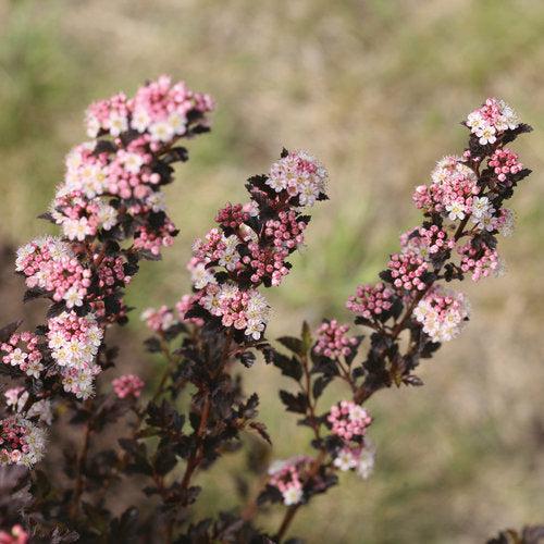 Ninebark, Tiny Wine® Ninebark - Image 2