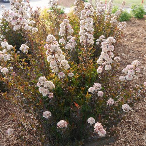 Ninebark, Tiny Wine® Ninebark - Image 3