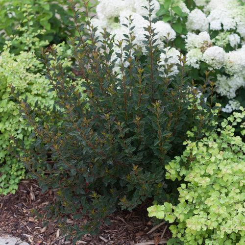 Ninebark, Tiny Wine® Ninebark - Image 5