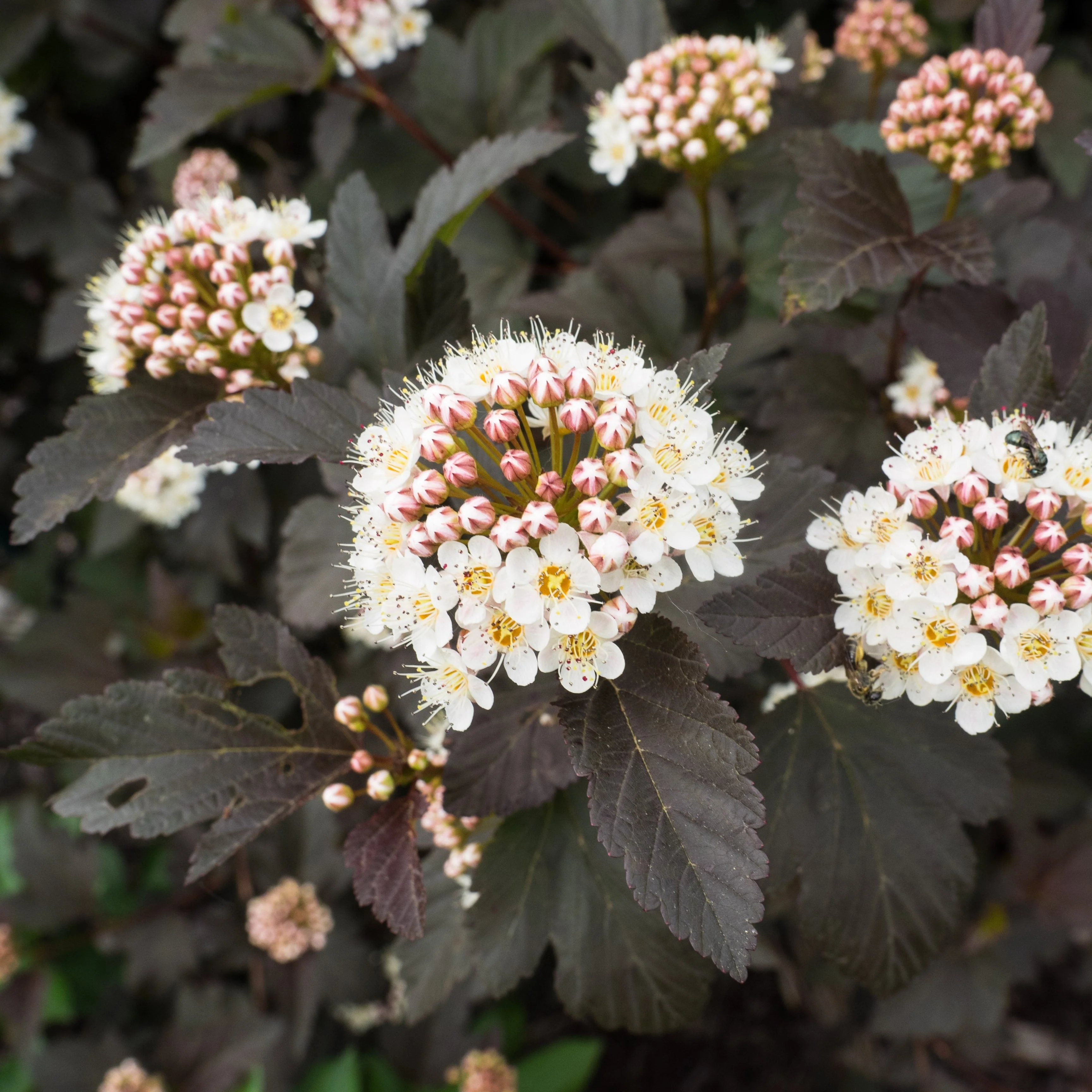 Ninebark, Diablo® Ninebark