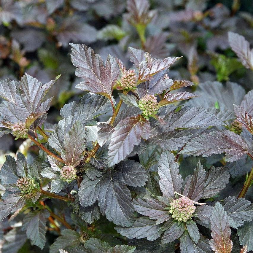 Ninebark, Diablo® Ninebark - Image 2