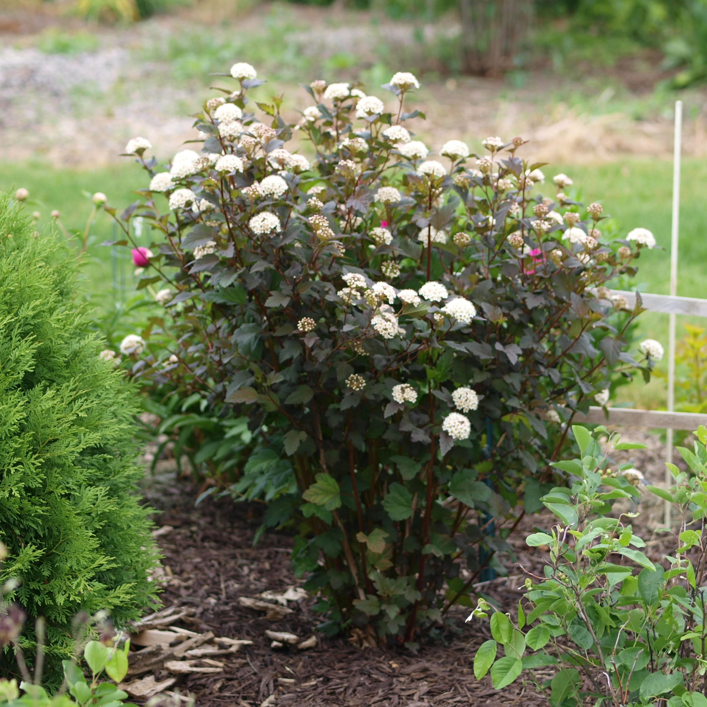 Ninebark, Diablo® Ninebark - Image 3