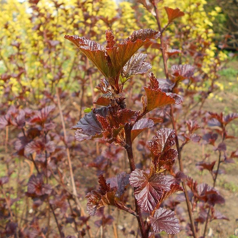 Ninebark, Diablo® Ninebark - Image 4