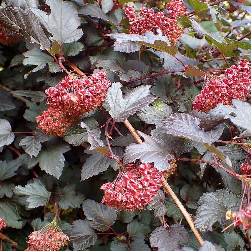 Ninebark, Diablo® Ninebark - Image 5