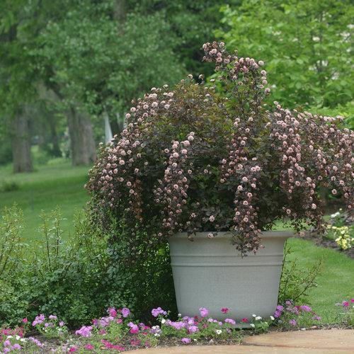 Ninebark, Summer Wine® Ninebark - Image 2