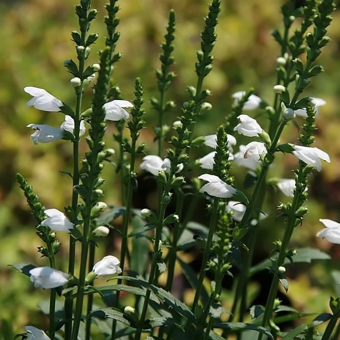 Obedient Plant, Miss Manners Obedient Plant