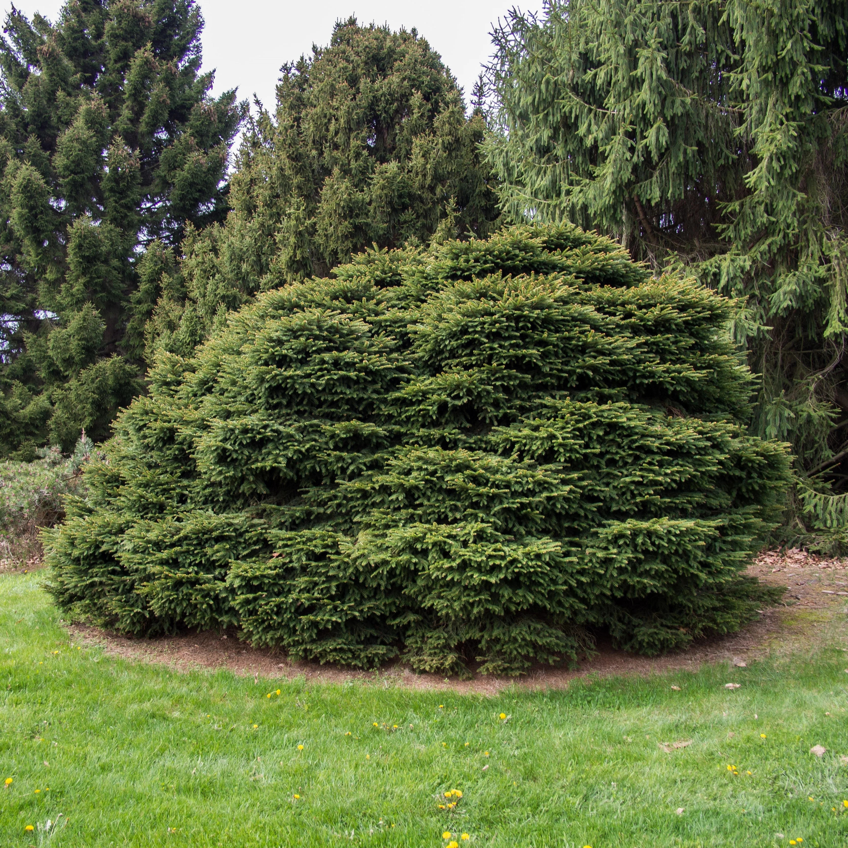 Spruce, Bird's Nest Spruce - Image 5