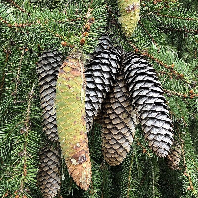Spruce, Norway Spruce - Image 3