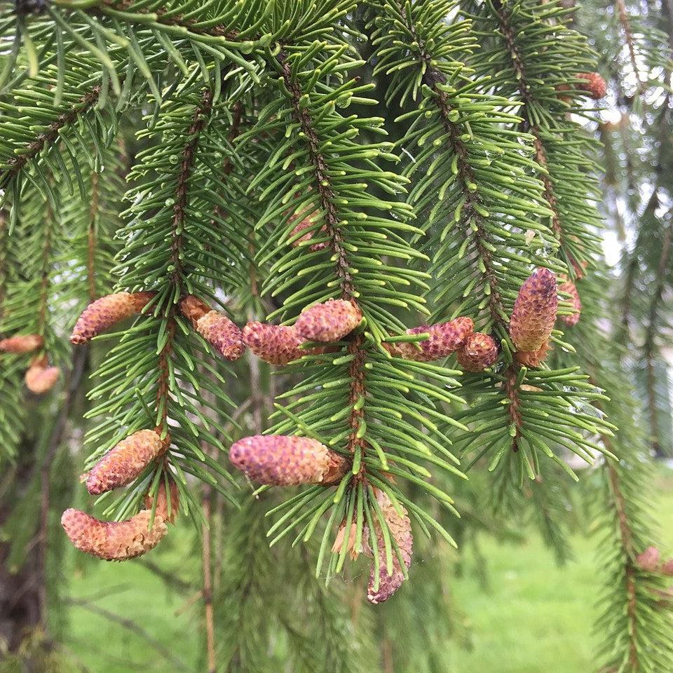 Spruce, Norway Spruce - Image 4