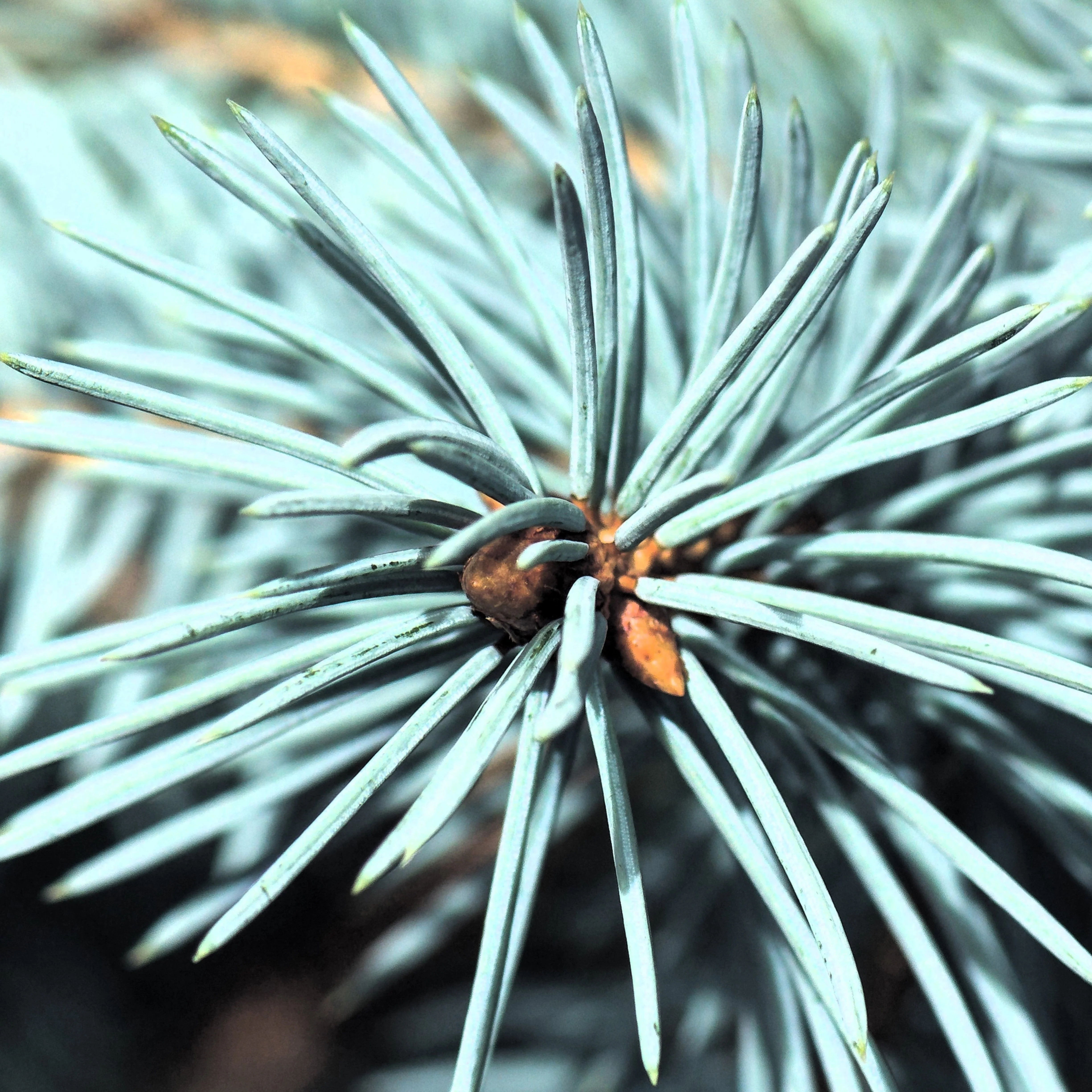 Spruce, Baby Blue Blue Spruce - Image 2