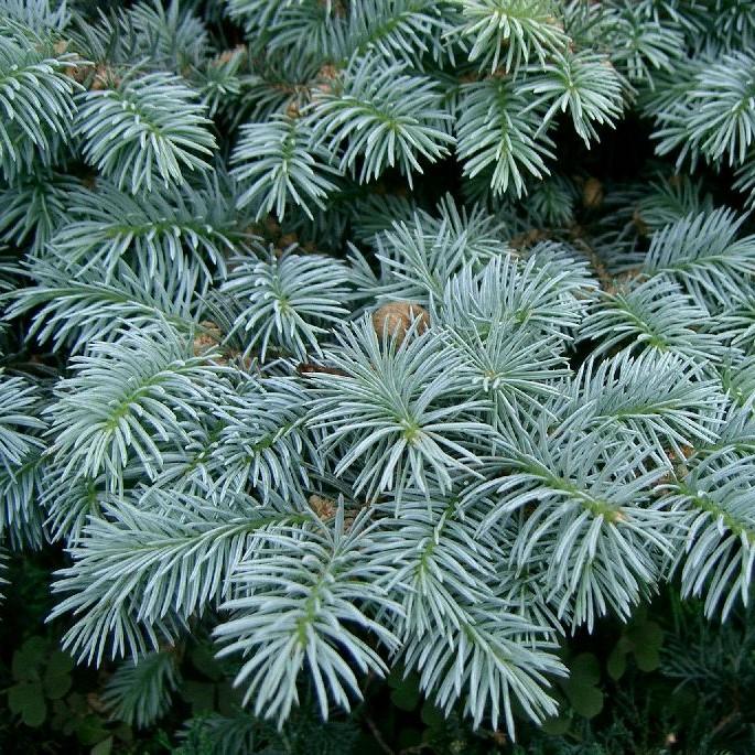 Spruce, Globe Blue Spruce - Image 3