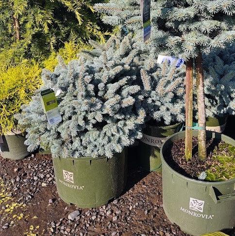 Spruce, Globe Blue Spruce - Image 4