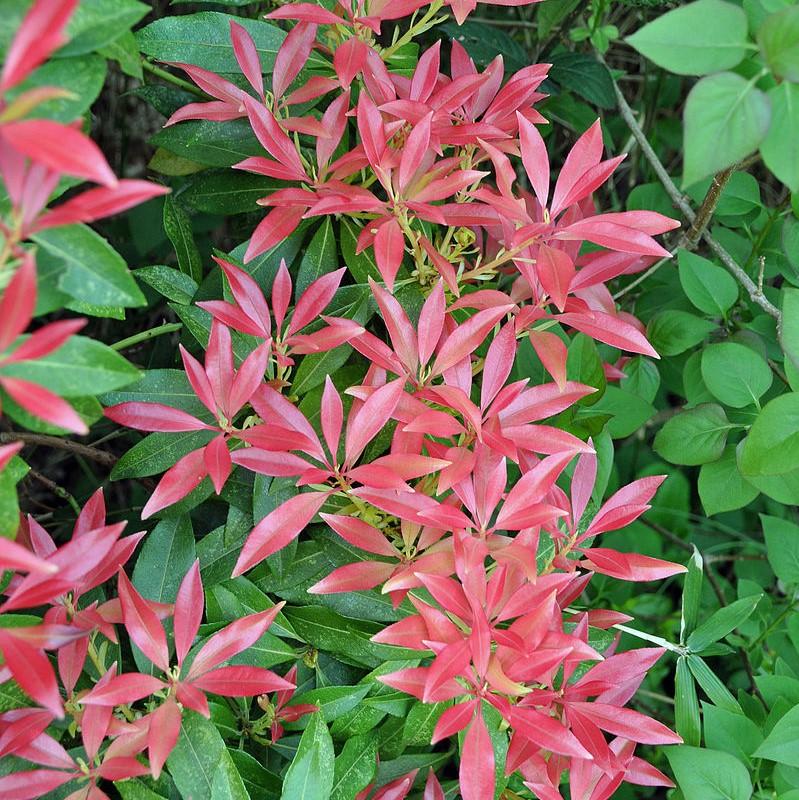Andromeda, Katsura Pieris - Image 3