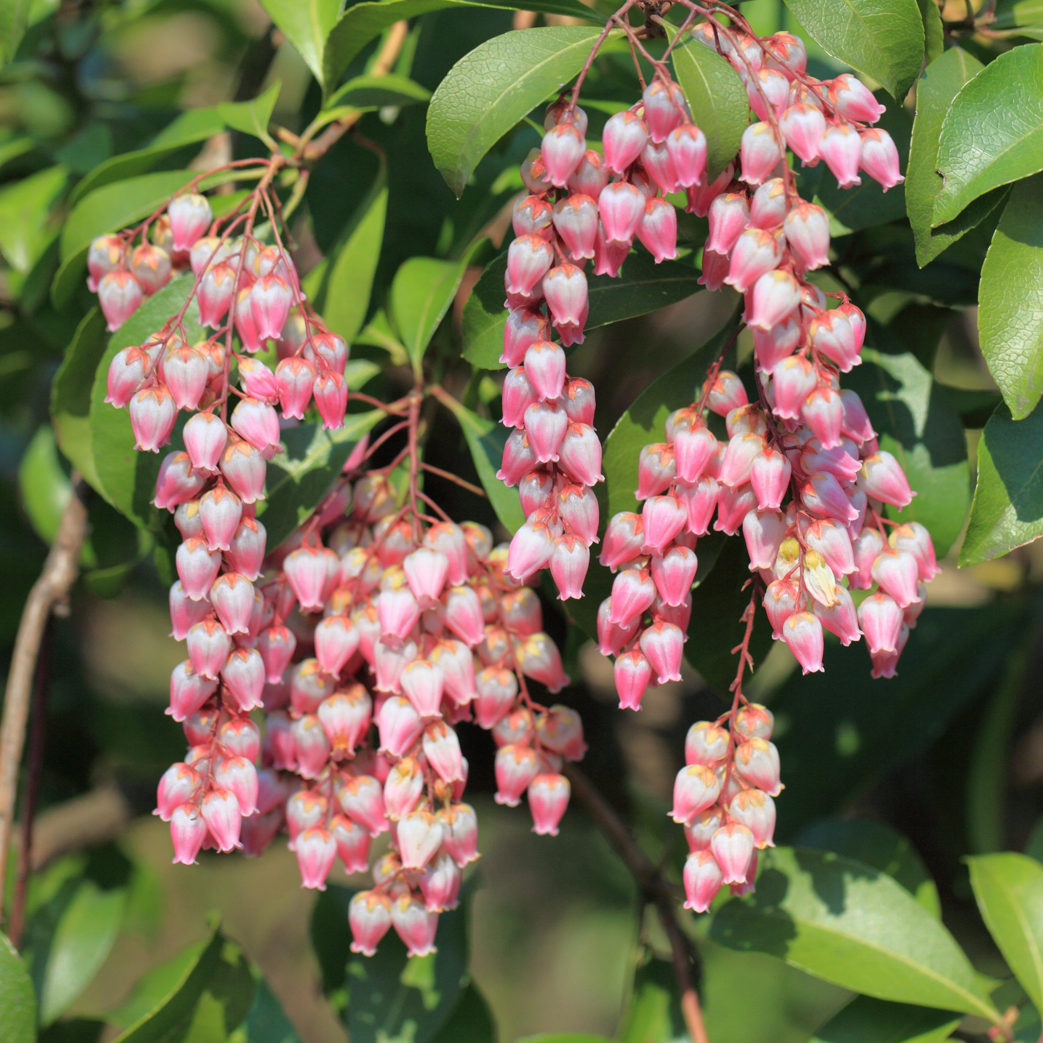 Andromeda, Katsura Pieris - Image 4