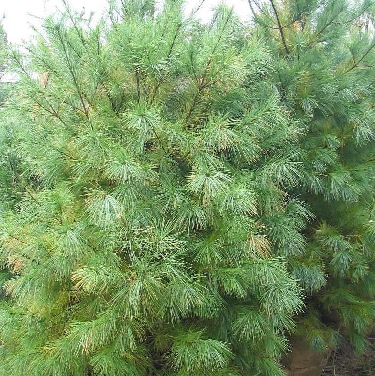 Pine, White Pine - Image 3