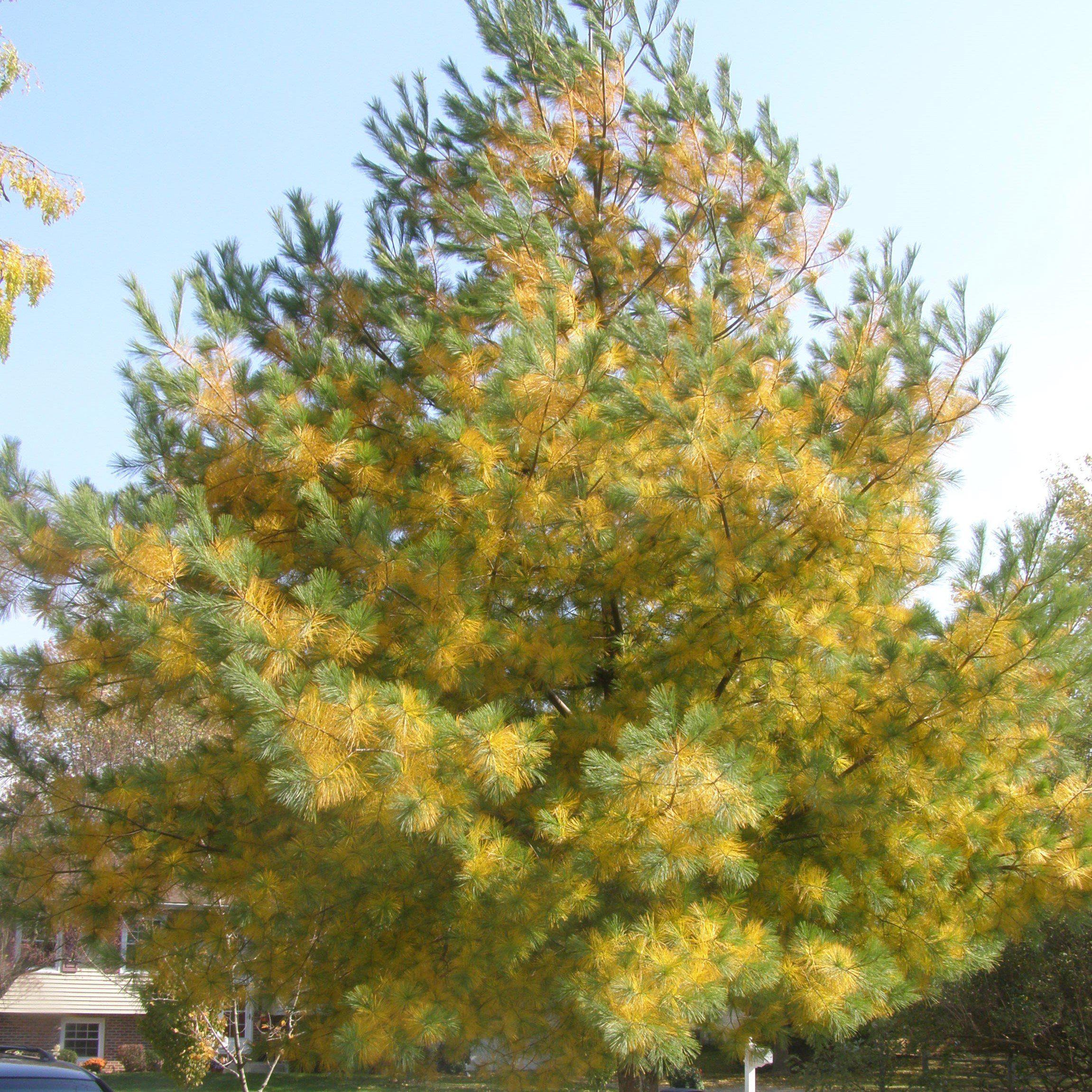 Pine, White Pine - Image 4