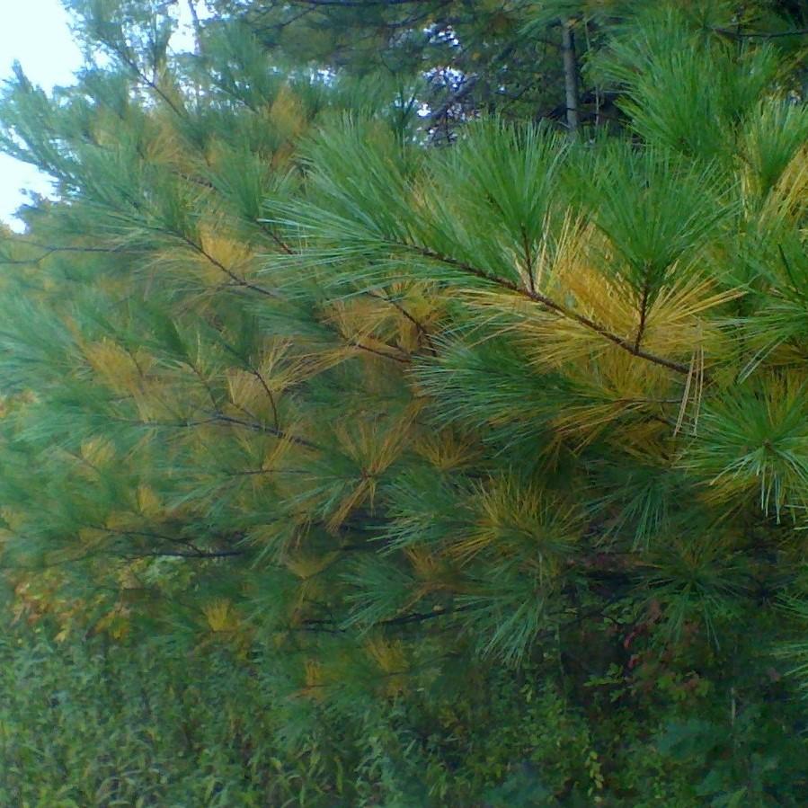 Pine, White Pine - Image 5