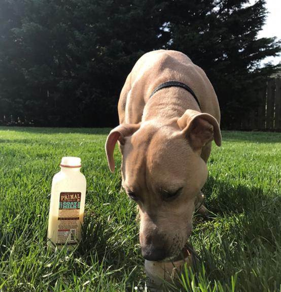 Primal Raw Goat Milk - Image 5