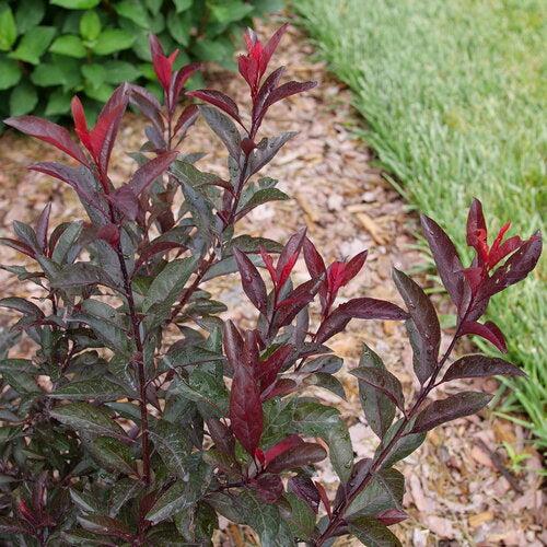 Sandcherry, Stay Classy® Sandcherry - Image 2