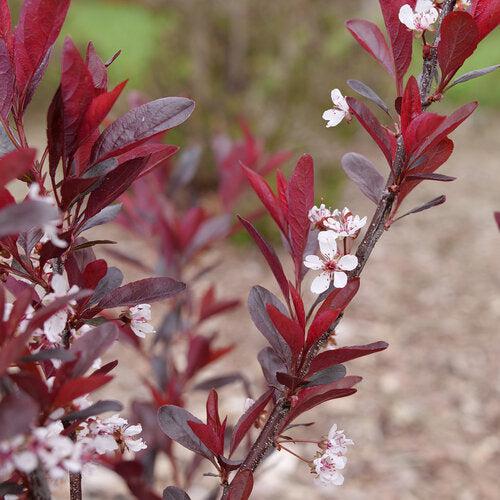 Sandcherry, Stay Classy® Sandcherry - Image 3