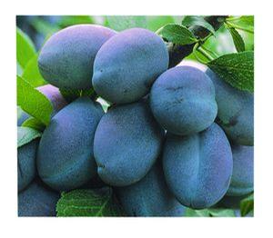 Plum, Stanley - European Plum, 7 gal
