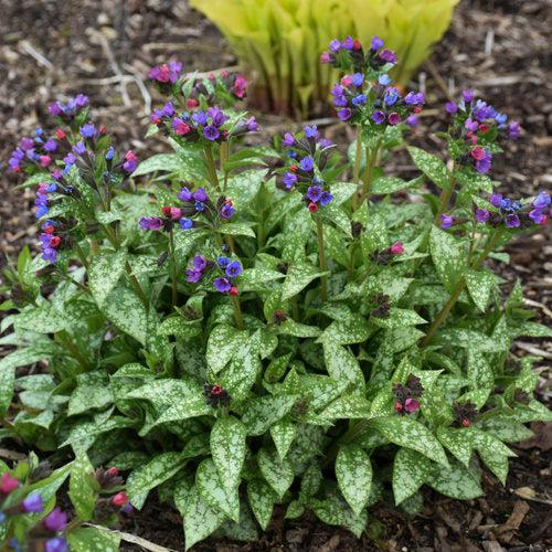 Lungwort, PW® Spot On Lungwort - Image 3