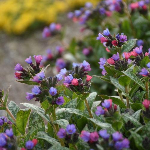 Lungwort, PW® Spot On Lungwort - Image 4