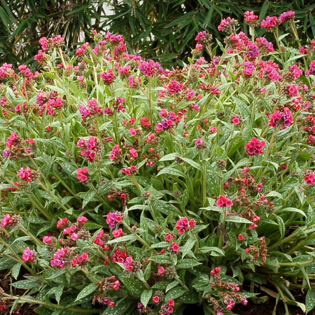 Lungwort, Raspberry Splash Lungwort - Image 4