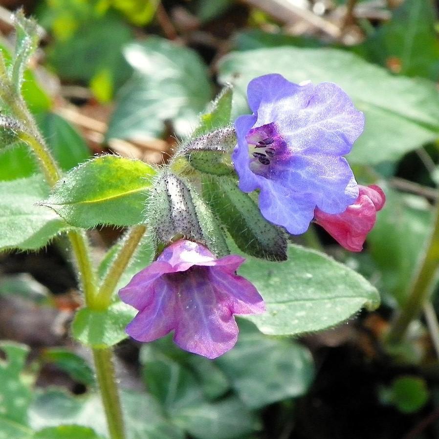 Lungwort, Raspberry Splash Lungwort - Image 5