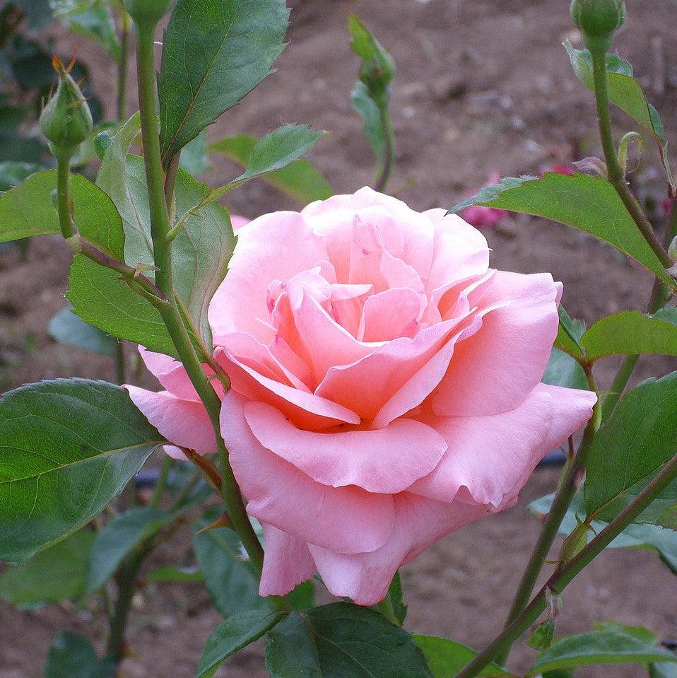 Rose, Queen Elizabeth Grandiflora Rose - Image 2