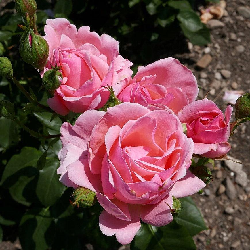 Rose, Queen Elizabeth Grandiflora Rose - Image 3