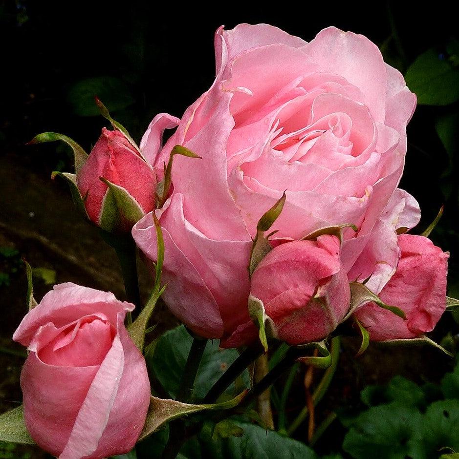 Rose, Queen Elizabeth Grandiflora Rose - Image 4