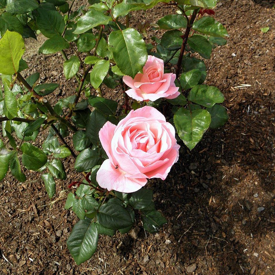 Rose, Queen Elizabeth Grandiflora Rose - Image 5