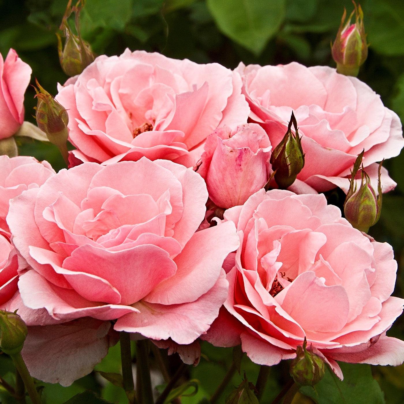 Rose, Queen Elizabeth Grandiflora Rose - Image 6