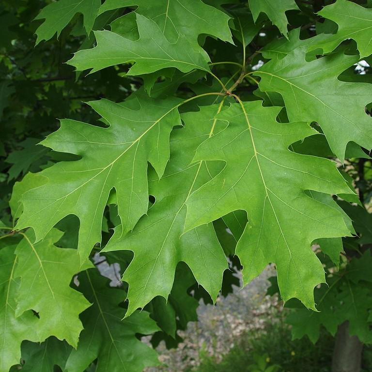 Oak, Northern Red Oak - Image 3