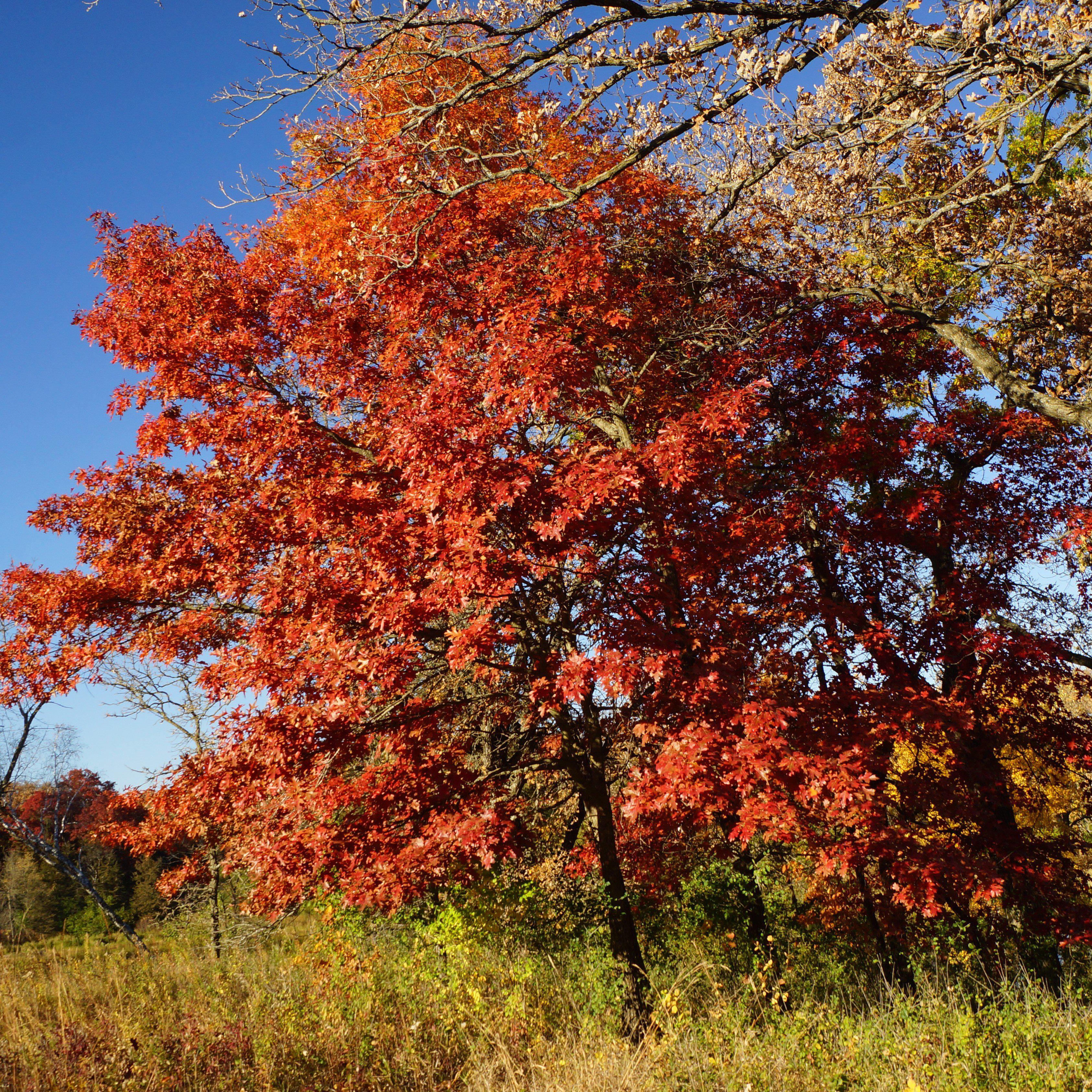Oak, Northern Red Oak - Image 4