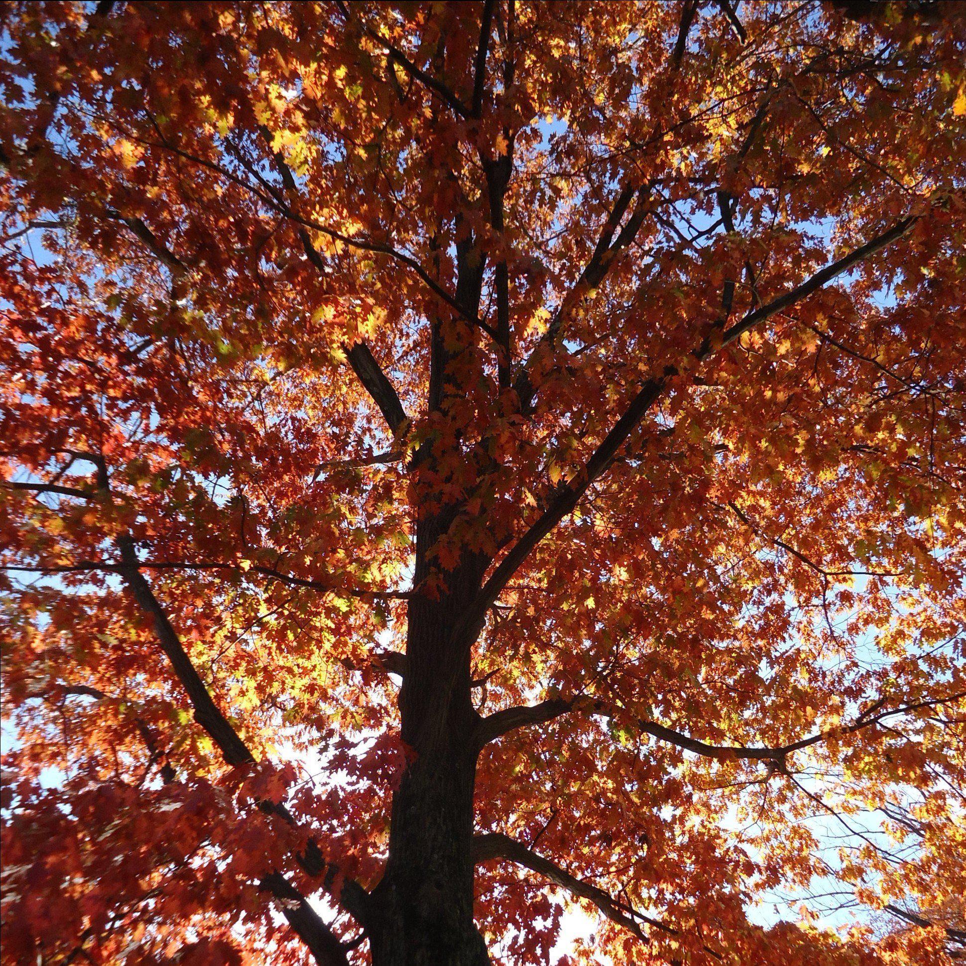 Oak, Northern Red Oak - Image 5