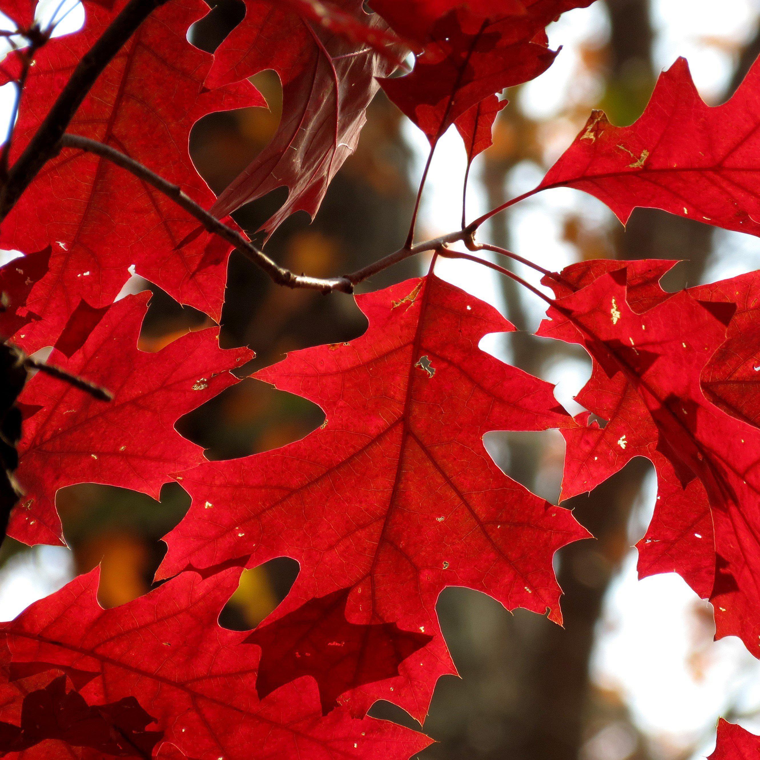 Oak, Northern Red Oak - Image 6