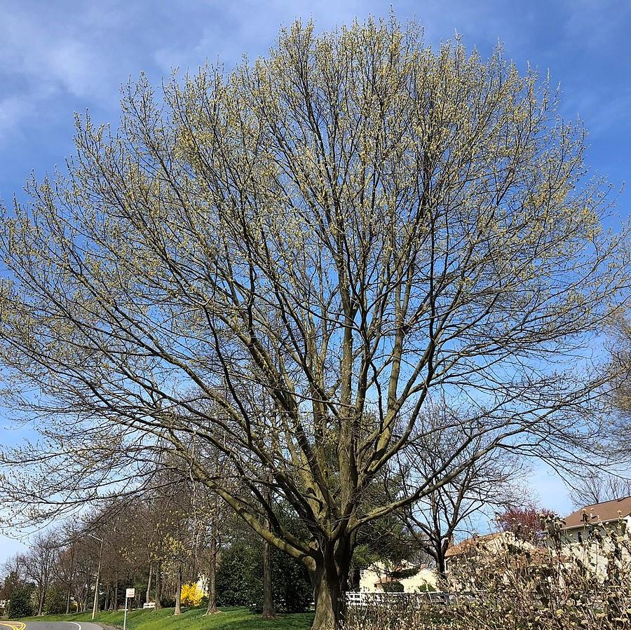 Oak, Northern Red Oak - Image 7