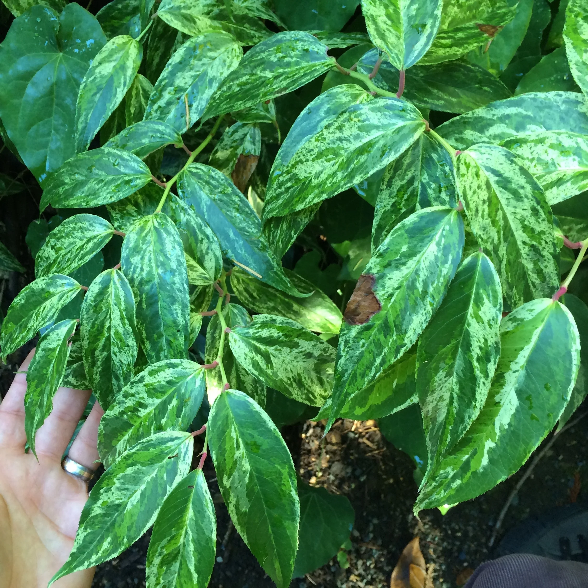 Leucothoe, Rainbow Drooping Leucothoe - Image 3